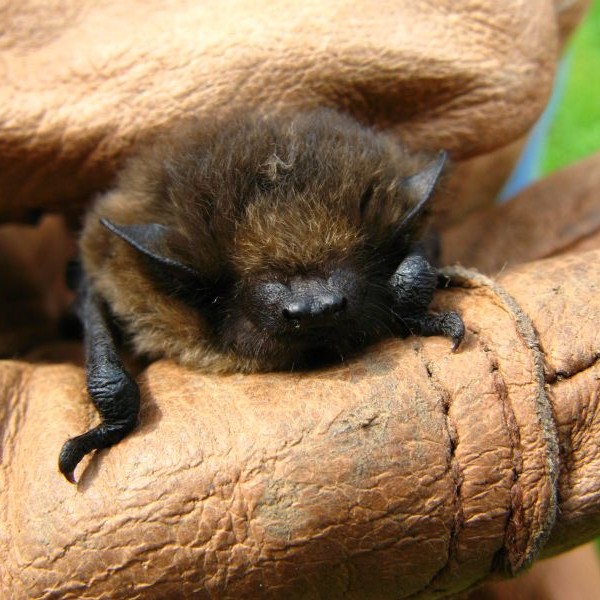 common pipistrelle Alan Roe