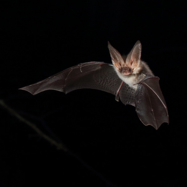 Brown long eared Steven Roe copy