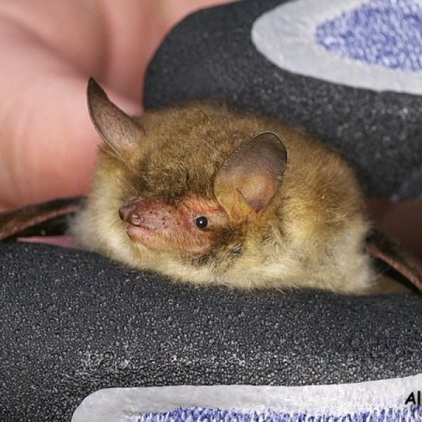 Natterers bat in hand at Hilton2