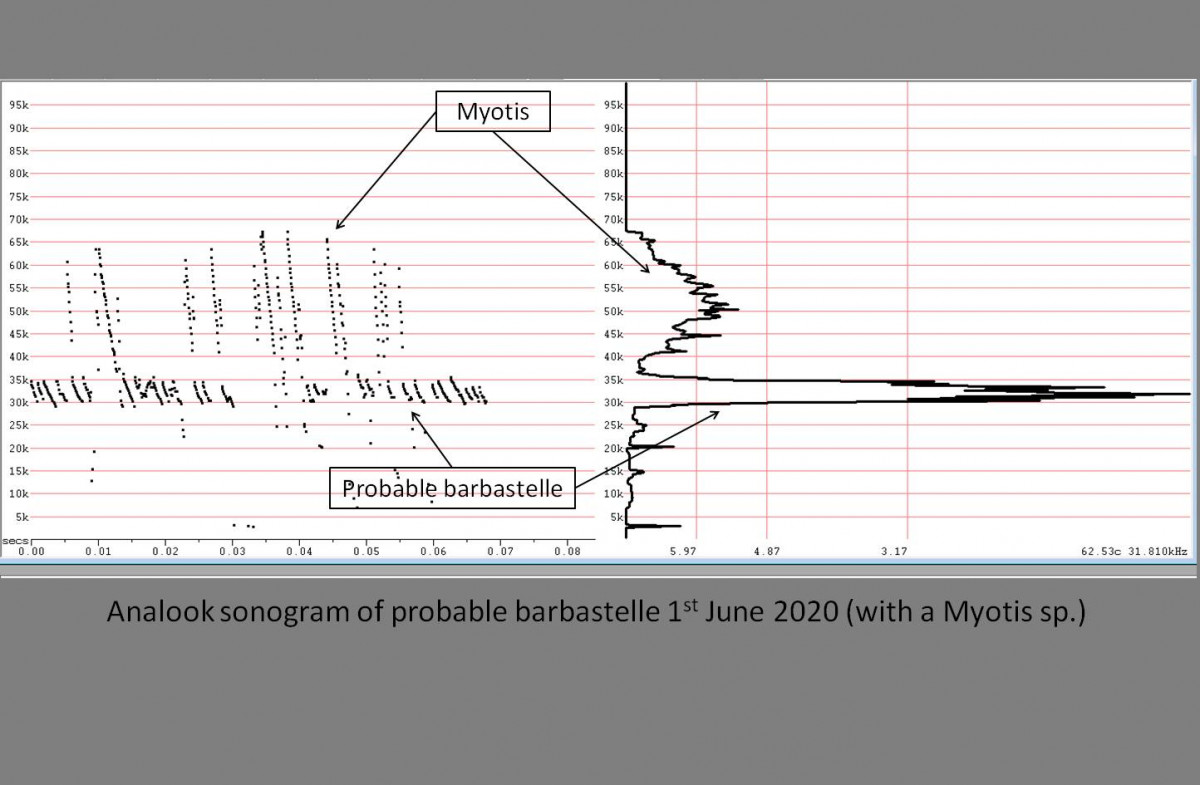 Analook sonogram