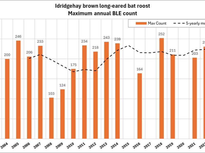 Secrets of a brown long-eared maternity roost