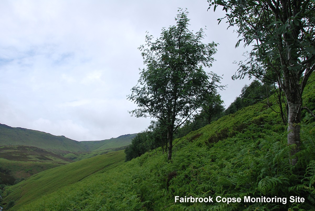 Kinder Fairbrook Copse v2