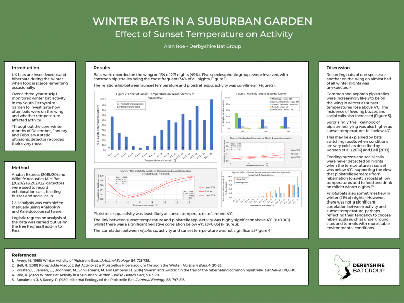 Winter bats in a suburban garden