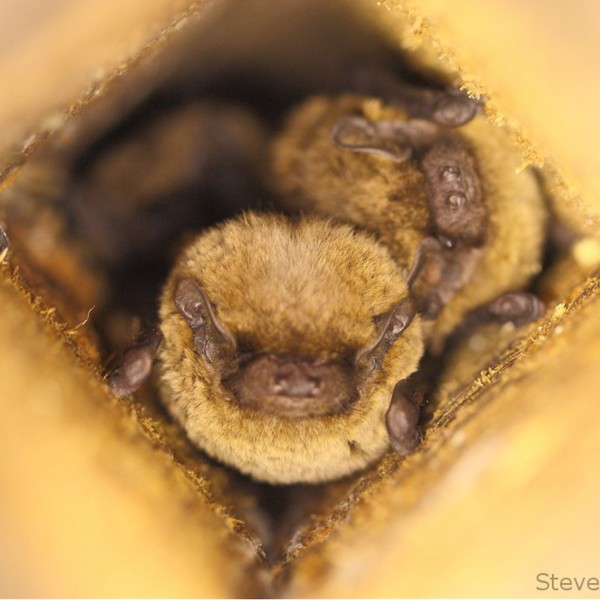 Leisler's bats in a bat box at Calke Abbey