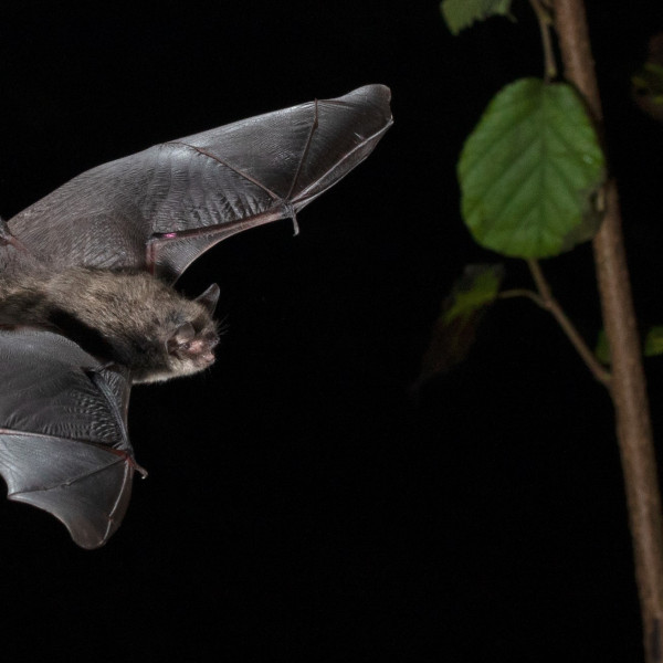 Daubenton's in flight