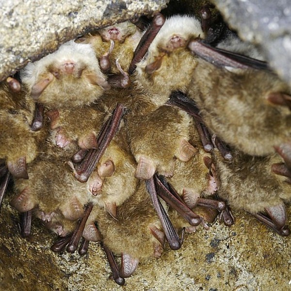 Natterer's bats in bat box at Hilton Gravel Pits